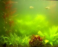 control algae.jpg